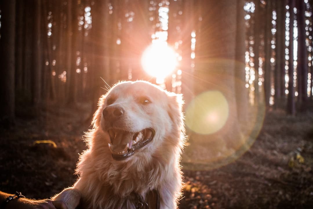 Dog in a forest at sunset dog in forest with sun r...