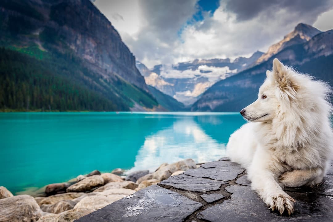 Beautiful dog in most photographed place in Canada...