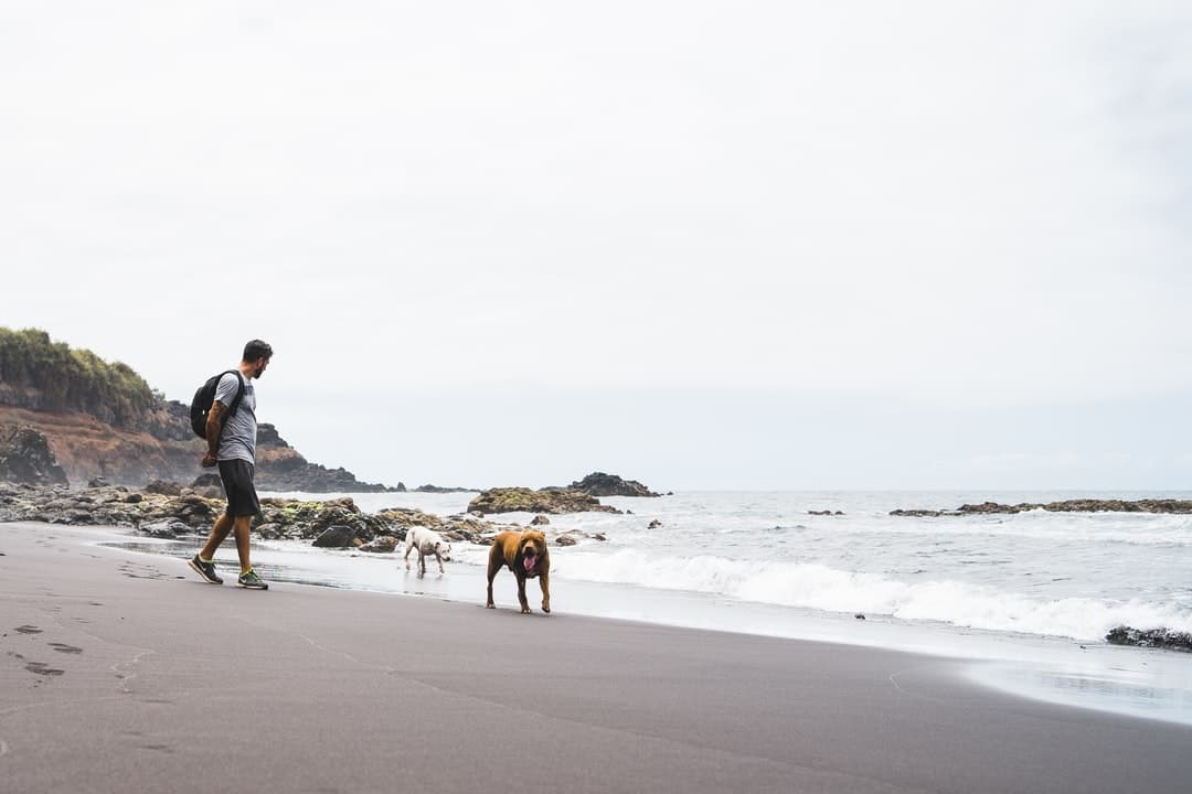 Random man walking with his dogs man and dogs on t...