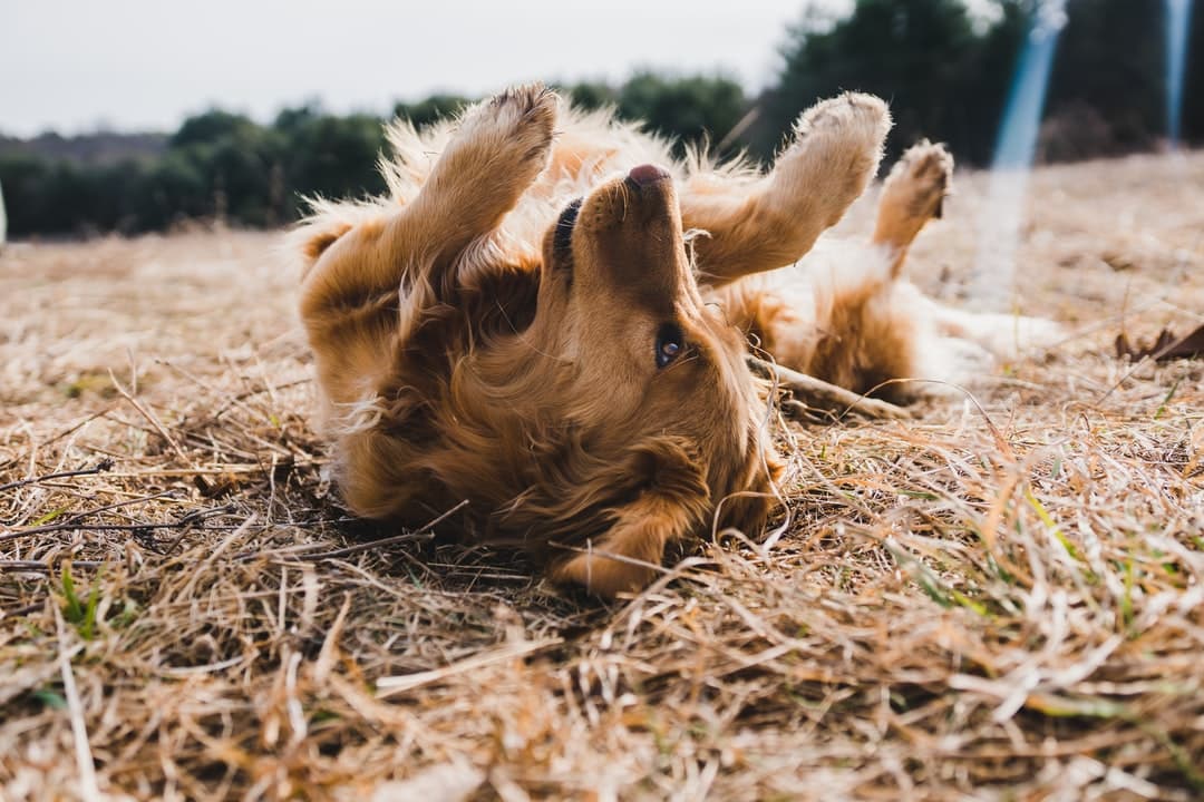 Sun Bathing adult gold golden retriever lying on f...