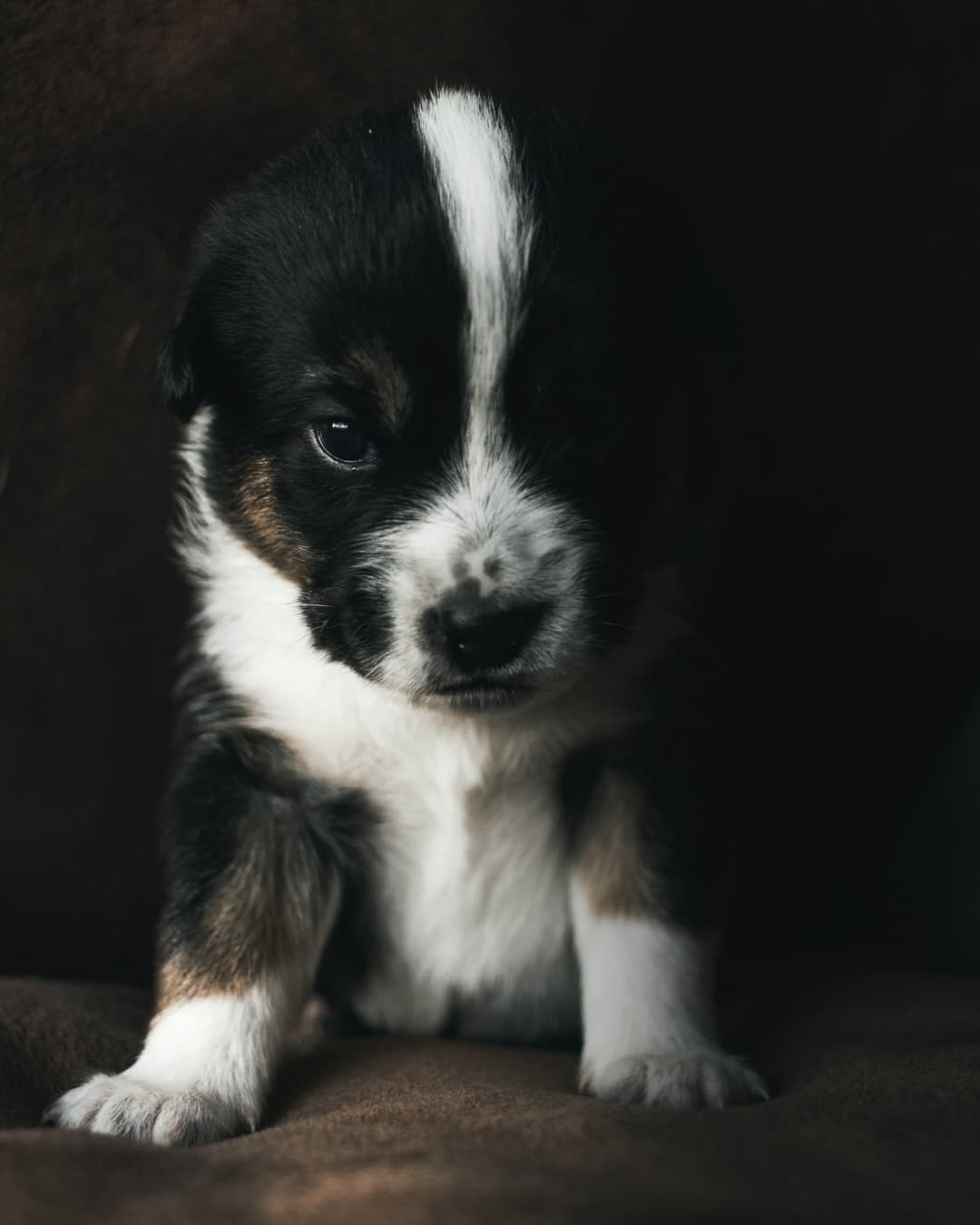 front view of black and white puppy sitting on bro...