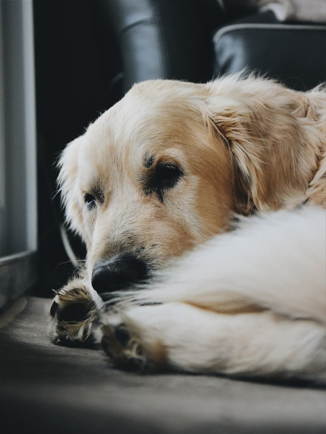 selective focus photography of brown dog lying on ...