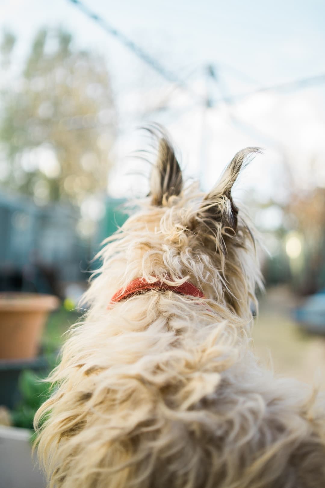 long-coated brown dog