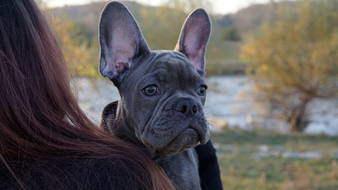 Being a proud owner of a frenchie... That means lo...