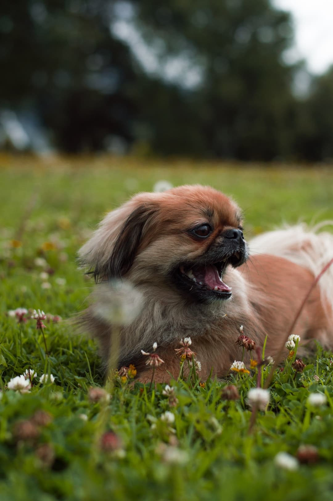 brown and white short coated puppy lying on grass ...