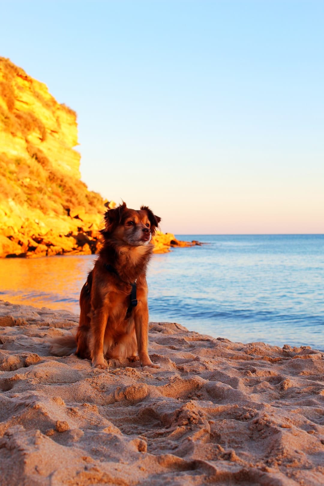 Gratitude short-coated tan dog on seashore