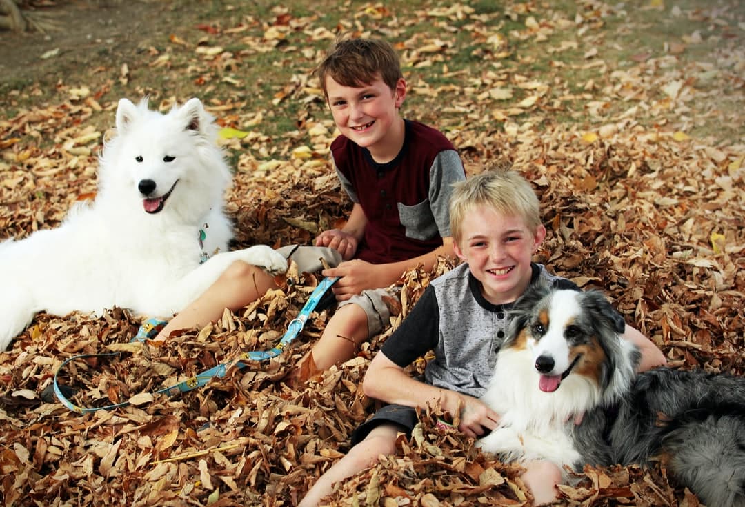 Two boys hug their dogs in a leaf pile in the fall...