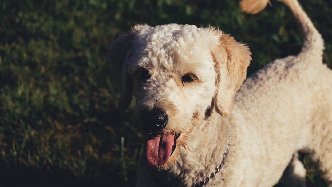 A picture of my golden doodle, Yogi Bear white dog