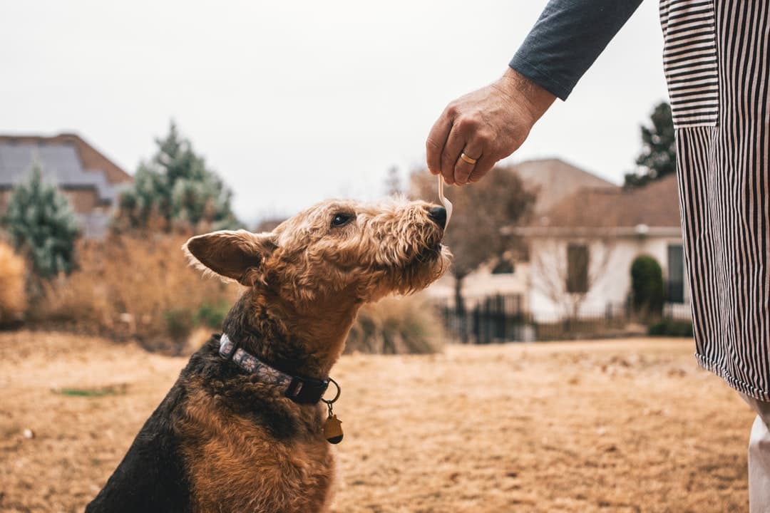 Dogs black and brown Yorkshire Terrier