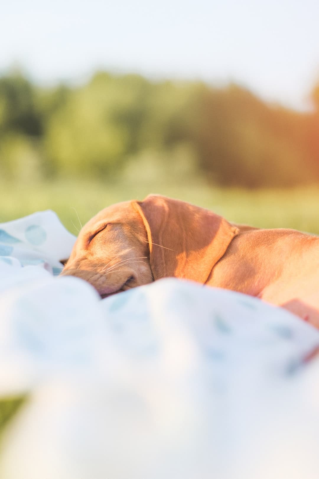 Milo durmiendo después de un largo día de jugar en...