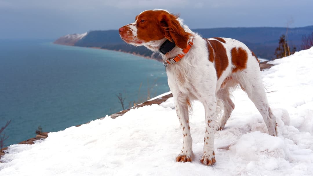 Majestic looking dog on a lake white and brown sho...